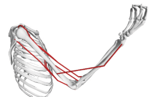 From simulation to reality: Predicting torque with fatigue onset 
 via transfer learning